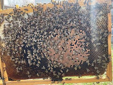 Другие животные: Продается пчела семья 3 расплод+1 (2 закрытый 1 молочный 1 кроюшый) — 5