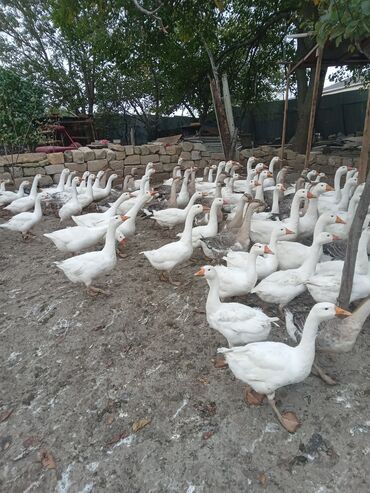 где продают собак: 100 ədəd lindakuban qazları satılır. Ətliyədə,damazlığada tam