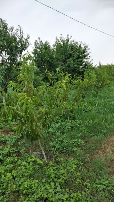 Ağaclar: Məhsul: Meyvə ağacları (gilas və şaftalı/nektarin bağ sahəsi) Xaçmaz — 6