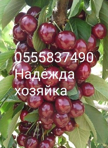 купить маринованное мясо для шашлыка: ПРОДАЮ СПЕЛУЮ, СЛАДКУЮ ВИШНЮ! САМОСБОР! ДАЧА ПАНОРАМА. ЖИВУТ