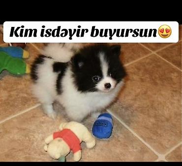 Şpitz, 2 ay