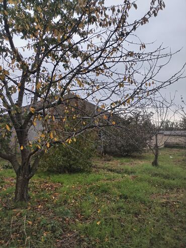 Kirayə torpaq sahələri: Kənd təsərrüfatı, Su — 4