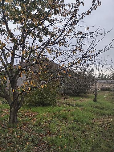 Torpaq sahələrinin satışı: Kənd təsərrüfatı — 4