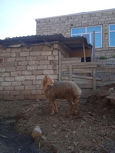 qefes type 0 per page 40: 14 15 klo əti var qurban kəsməyə yarayır — 3