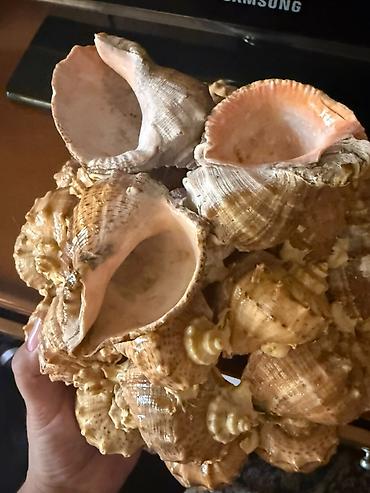 gül: 🐚 Təbiətin gözəlliyi və zərif dizaynın möhtəşəm vəhdəti! Təbii dəniz — 3