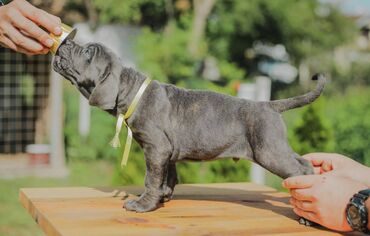 Psi: Postanite vlasnik jednog od naših vrhunskih Cane Corso štenaca — 19