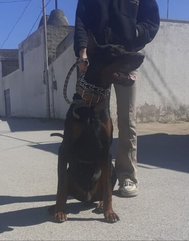 İtlər: Doberman, 3 il, Erkek, Sənədli