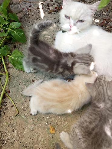 Pişiklər: Dişi, Erkək, Yaxşı əllərə — 2