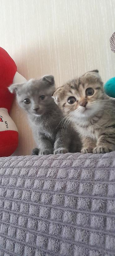 scottish fold satilir: Şotland, Dişi, Erkək, Yaxşı əllərə, Ödənişli çatdırılma, Ünvandan götürmə — 6