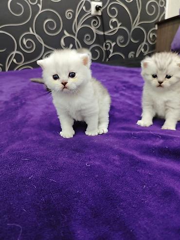 Продажа кошек: Открыта бронь на чистокровных шотландских малышей, родились — 4