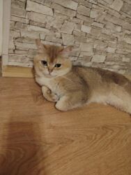 сиамская кошка цена: Qızıl şinşilla, Erkək, Cütləşmə üçün, Ünvandan götürmə