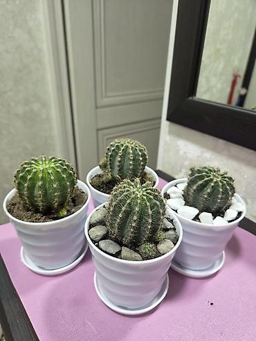 Кактусы: Эхинопсисы в горшках - Род: Echinopsis (кактусы-шаровидной формы с — 2