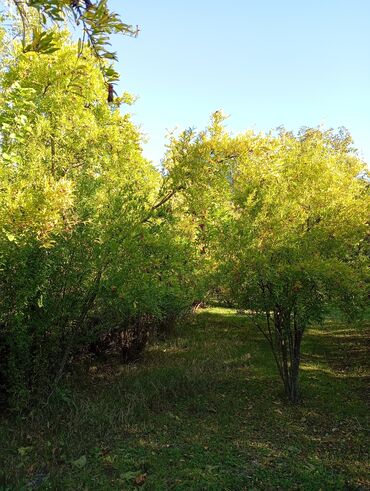 Torpaq sahələrinin satışı: Kənd təsərrüfatı — 5