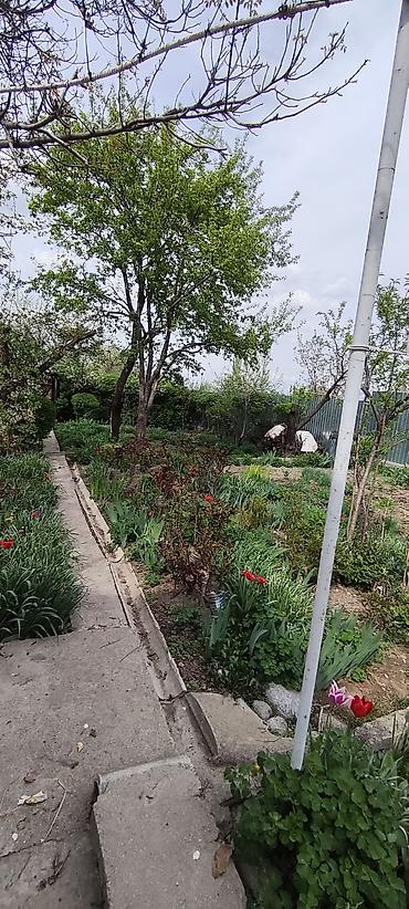 Продажа дач: Продаётся дача с домом и ухоженным участком (с. Нижняя Серафимовна, ДТ — 15