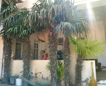 lenkaran urge ev: 9 palma lenkaran sortu ağac boyları elesi var 4 metre 5 metre