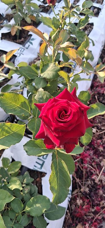 qırmızı gübrə: Məhsul: Qırmızı qızılgül kolu (tez-tez və bol çiçək açan hibrid çay — 1
