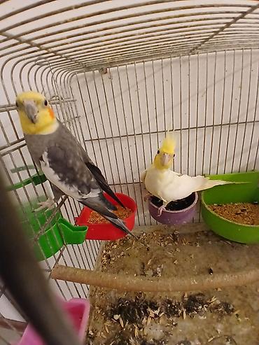 papuqay type 1: Məhsul: Nimfa (Cockatiel) cütlükləri və yuvalama dəsti Korella — 1