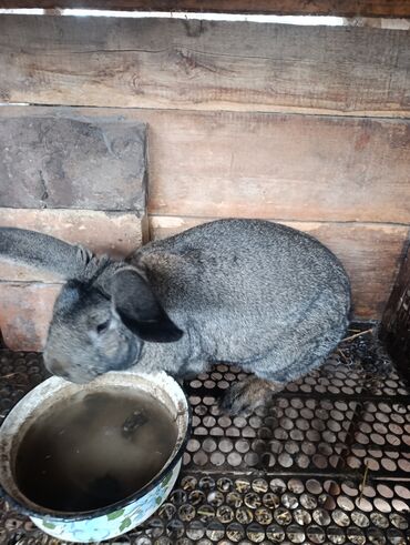 купить клетку для декоративного кролика бу: Продаю | Кролик самец | Для разведения | Племенные