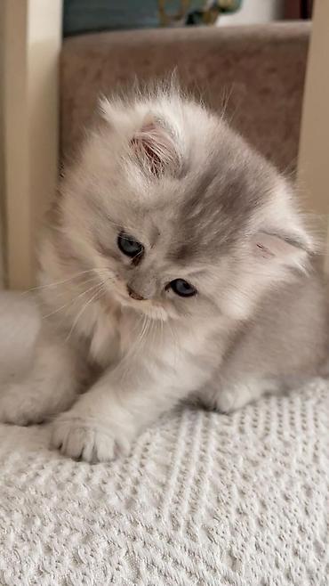 Pişiklər: Şotland — 13