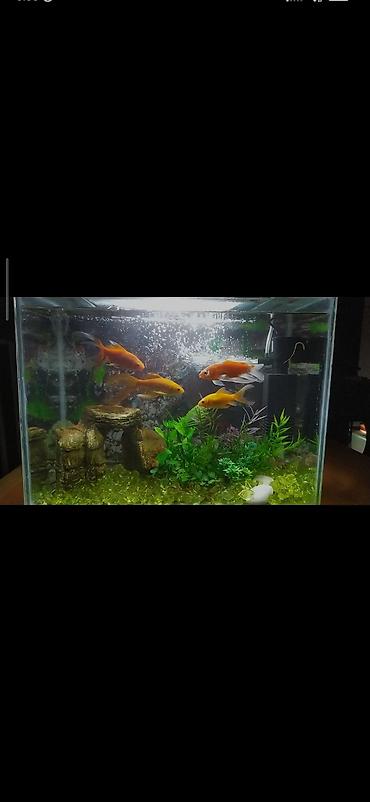 akvarium baliqlari: Dördbucaq akvarium, Balıqlarla birlikdə, 26 l — 2