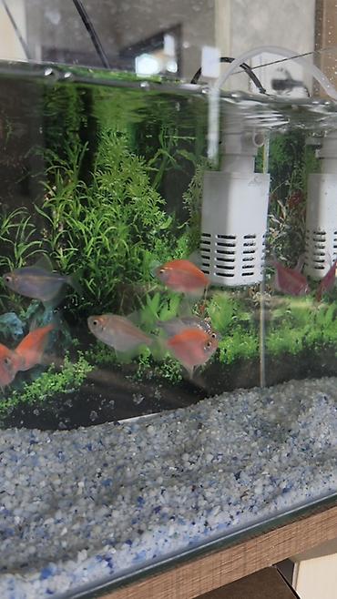 neon balığı: Salam! Sağlam və aktiv GloFish tetra balıqlarımı satıram. Rəngləri — 1