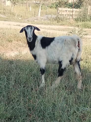 keci heyvan: Bu Qiymətə keci yoxdur 1 ana 2 bala 500 manata ana 1 ci qarin dogub — 3
