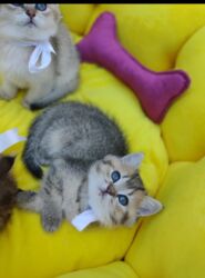 Pişiklər: Britan yastı qulaq, Erkək, Dişi, Yaxşı əllərə, Ünvandan götürmə, Ödənişli çatdırılma, Rayonlara çatdırılma — 8