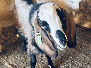 Продам с/х животных: Продаю | Козёл (самец), Козлёнок | Полукровка, Нубийская, Битал | Для разведения | Племенные — 3