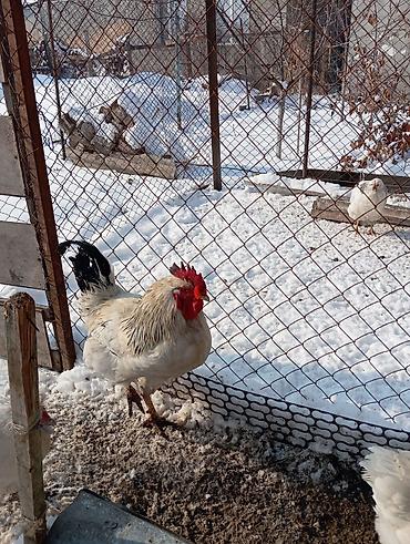 Куры, петухи: Продаю | Петух | Для разведения — 3