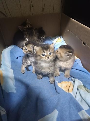 Pişiklər: Erkək, Dişi, Yaxşı əllərə, Pulsuz çatdırılma, Ödənişli çatdırılma, Ünvandan götürmə — 2