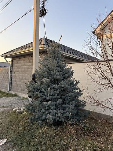 шлифовальную машинку по дереву: Голубая ель (Picea pungens ‘Glauca’) для ландшафта. 2 голубые ели с — 3