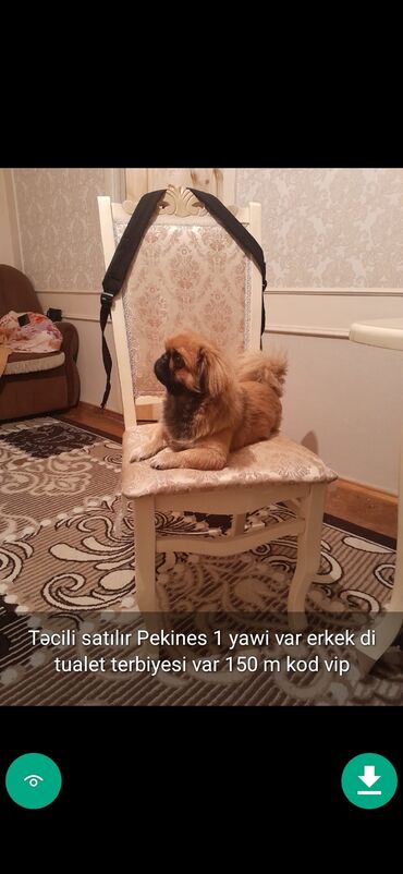 İtlər: 3 ay, Dişi, Peyvəndli — 4