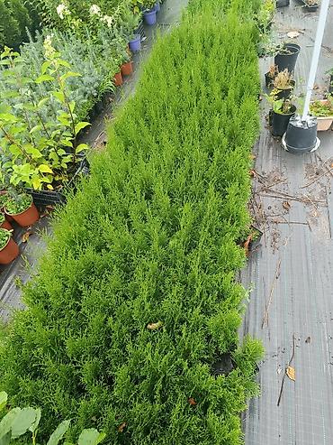 фикус тинеке: В продаже туя Смарагд 20-30 см 🌿 Здоровые, крепкие растения с — 4