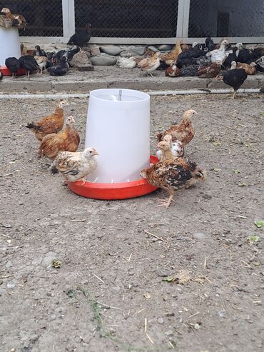 Digər heyvanlar: 45 qunluk cuce 3 manat