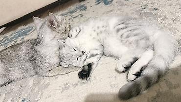 Мышыктар: 🐾 Продаётся котёнок Scottish Fold Мальчик, 3 месяца 🤍 Очень — 2