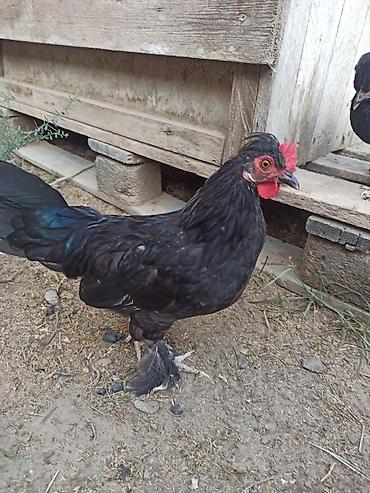 canli yem: Toyuq, Damazlıq — 4