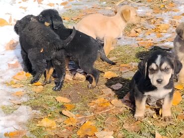 Продажа собак: Щенки охотничьего типа (смесь спаниеля/легавой по экстерьеру) - Помёт — 2