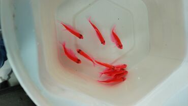 Balıqlar: Akvarium baliglarinin satiwi 🐬Ağ şəffav danio ve glofishler 0.40azn 🦈 — 11