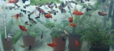 аквариумная рыба: Аквариумные рыбки