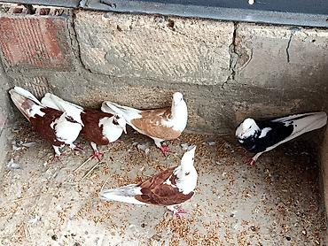 qus nomreleri: Salam Qusdar tergidilir qiymət diqqət üçün yazilib her cütlüyün öz — 4