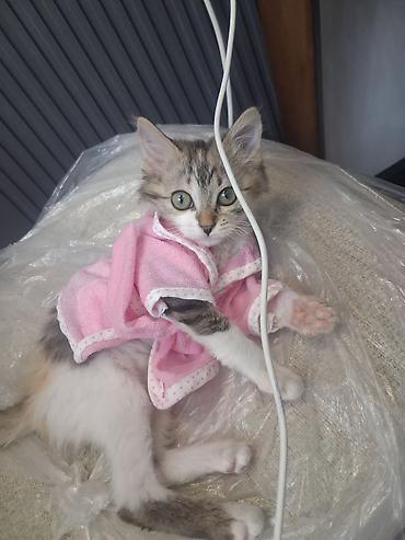 котёнок девочка: Беспородная, 2 месяца, Девочка, Приучена к лотку, Проглистована — 7