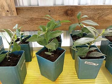 цветы комнатне: Бугенвиллея и молочай Миля (Euphorbia milii) — комнатные/балконные — 10