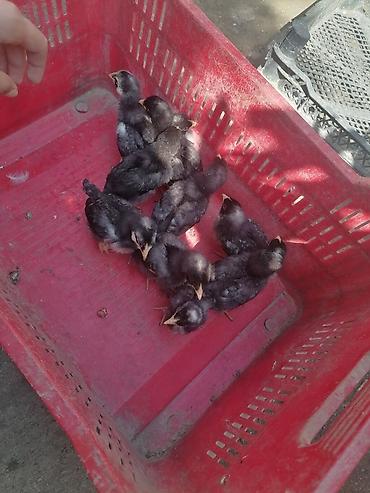 ev heyvanlarının satışı: Toyuq cücələri, Damazlıq, Ünvandan götürmə, Ödənişli çatdırılma — 3
