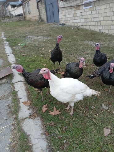 Hinduşka: Məhsul: Hinduşka sürüsü Təsvir: - Şəkillərdə olan sağlam, iriqaşlı — 2