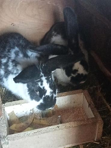 Кролики: Продаю | Крольчата | Для разведения — 7