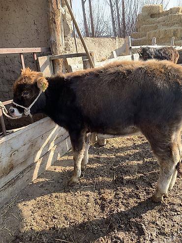 Коровы, быки: Продаю | Тёлка, Музоо, торпок | На откорм, На забой, Для разведения at lalafo.kg — 6 Коровы, быки: Продаю | Тёлка, Музоо, торпок | На откорм, На забой, Для разведения — 6