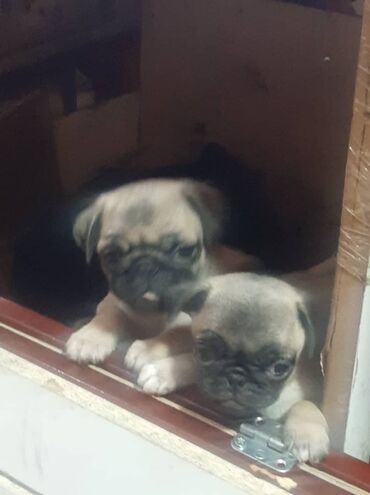 Продажа собак: Щенки мопса - Порода: мопс, окрас бежевый с чёрной маской - — 2