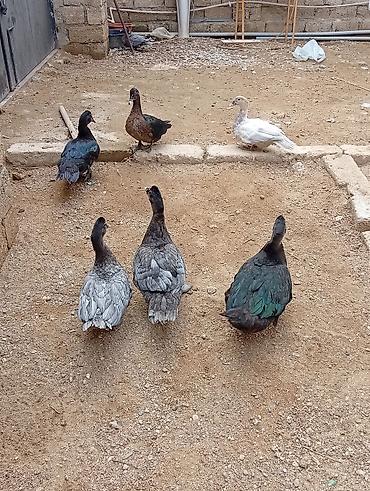 hind ordəyi: Hamısı lal ördəklərdi 7 ədəddir. ən az çəki vereni 2 kilodu.hamisi bir — 4