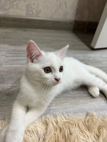 вислоухий шотландец котенок: Yaxşı əllərə
