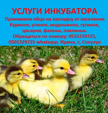 цена цыплят индюков: Услуги инкубатора принимаем яйцо на закладку от населения куриное